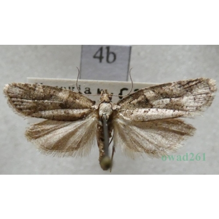 Cnephasia stephensiana (Doubleday, 1849) Czech4b